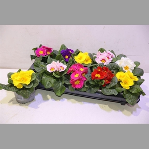 Prim Acaulis Gemengd