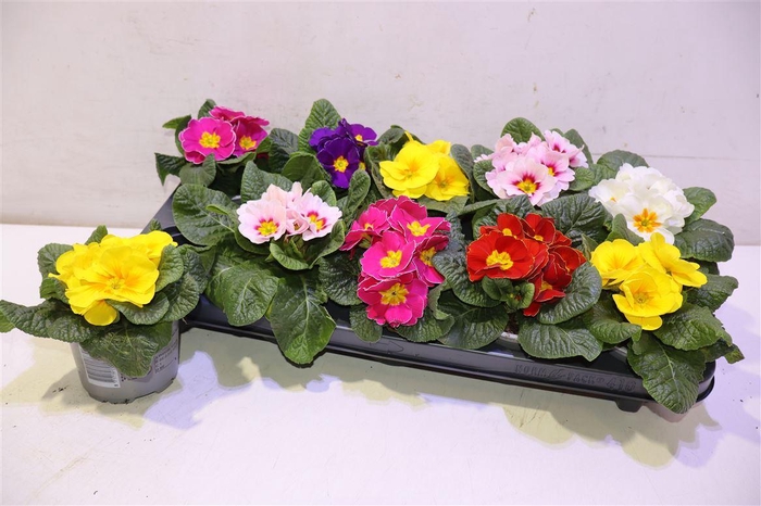 <h4>arr8 Prim Acaulis Gemengd</h4>