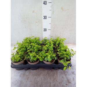 Ficus pumila 'White Sunny'