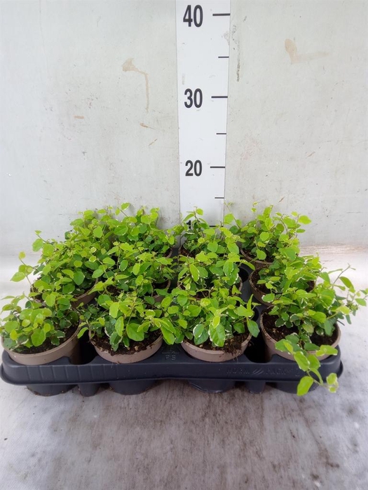 <h4>Ficus pumila 'White Sunny'</h4>