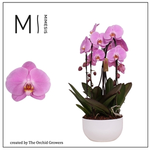 Mimesis Phal. Arrangement Crown Pink - 4 spike 26cm in Saskia White ceramic