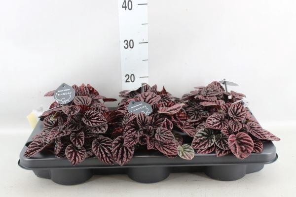 <h4>Peperomia</h4>