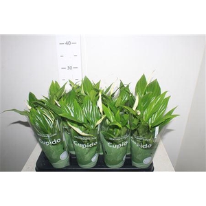 Spath Pearl Cupido 4+