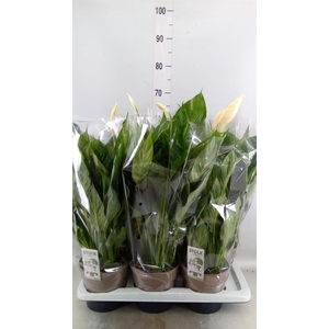 Spathiphyllum  'Diamond'