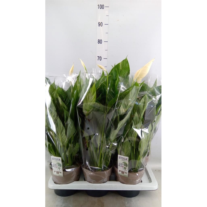 <h4>Spathiphyllum  'Diamond'</h4>