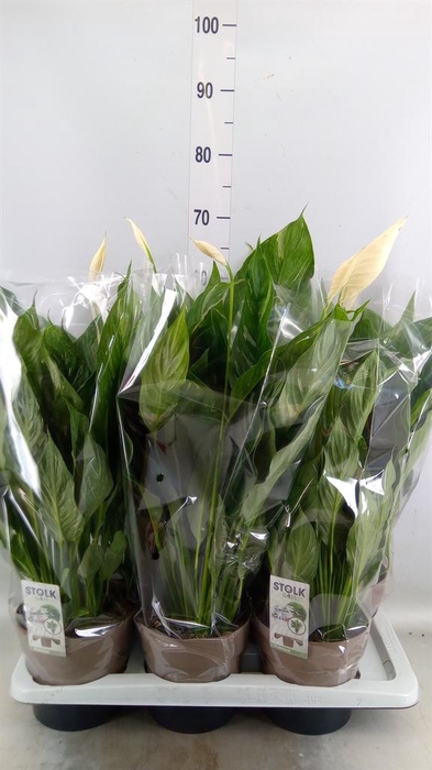 Spathiphyllum  'Diamond'