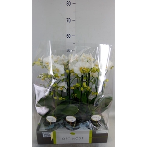 Phalaenopsis multi.   ...white