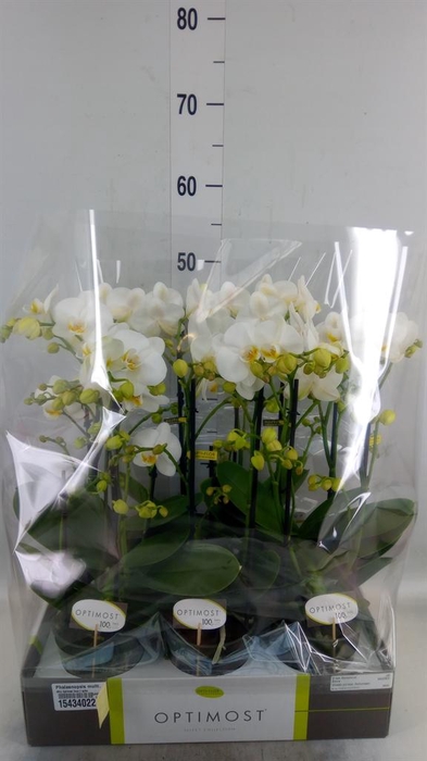 <h4>Phalaenopsis multi.   ...white</h4>