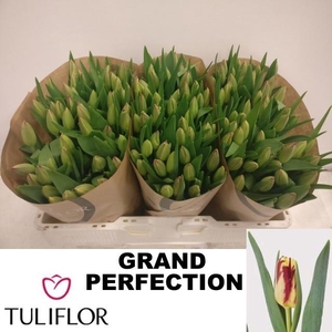 TU EN GRAND PERFECTI