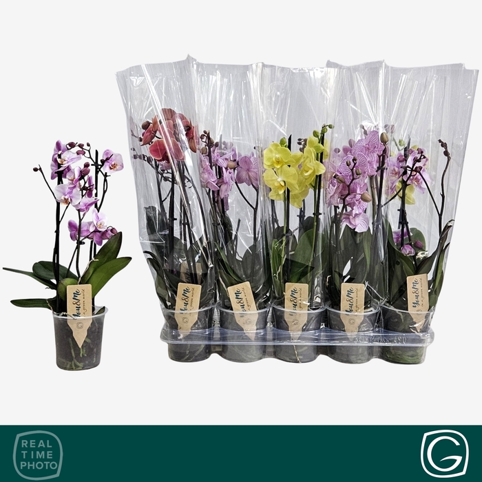<h4>PHAL GEM 4 KL</h4>