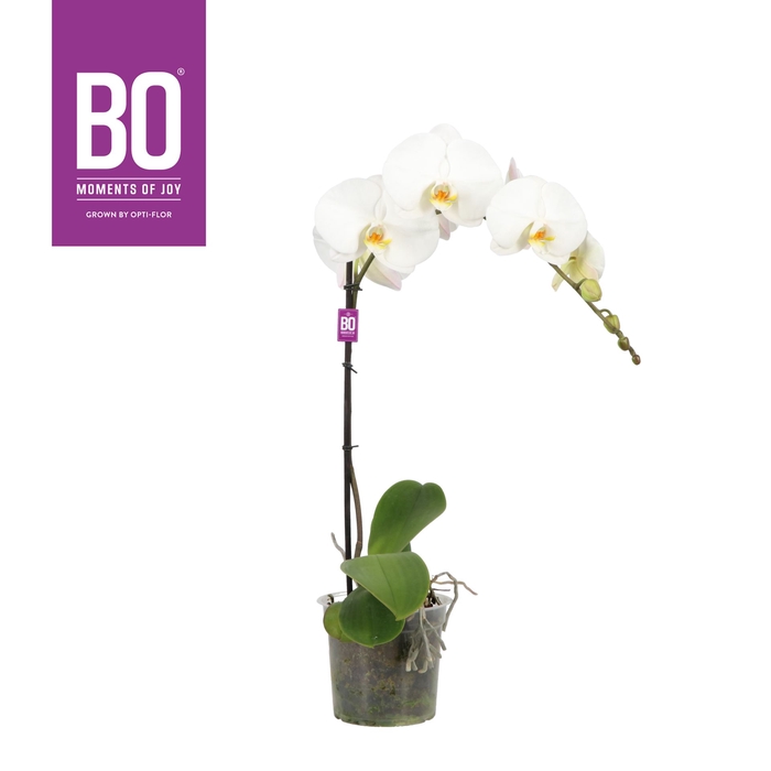 <h4>Phalaenopsis wit meer takken</h4>