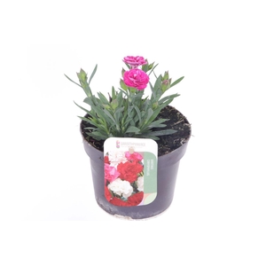 Dianthus code Pink