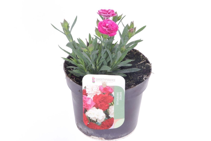 <h4>Dianthus code Pink</h4>