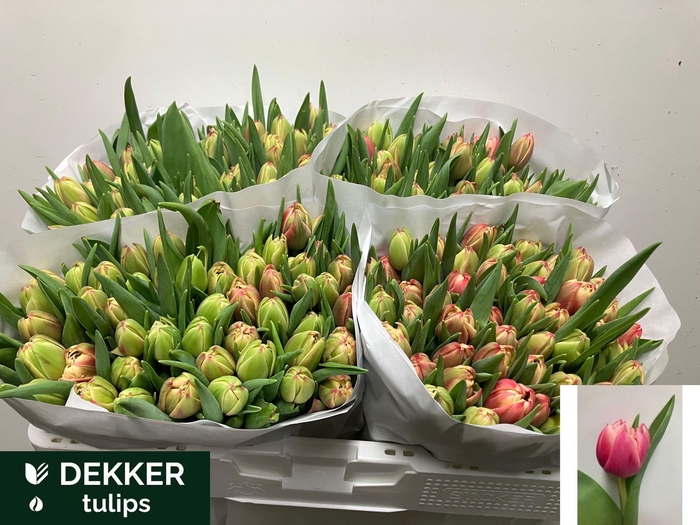 <h4>TU DU COLUMBUS</h4>