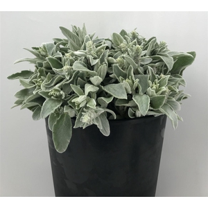 Stachys Silver Finch