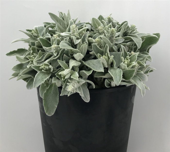 <h4>Stachys Silver Finch</h4>