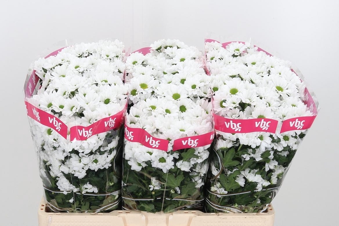 <h4>Chr S Aaa Lassie</h4>