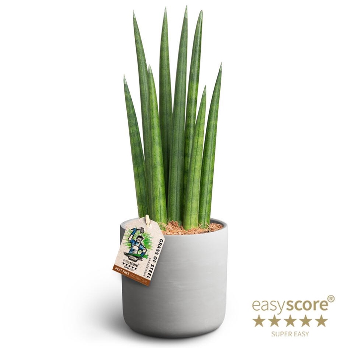 <h4>SANSEVIERIA CYLINDRICA P12</h4>