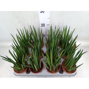 Sansevieria bacularis