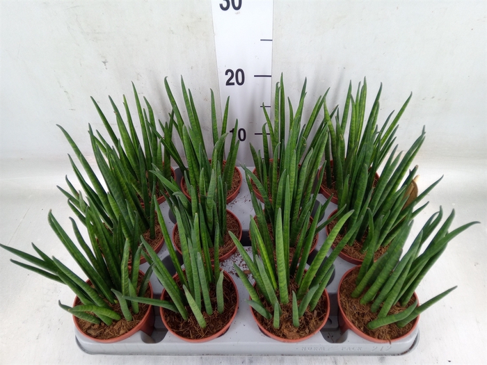 <h4>Sansevieria bacularis</h4>