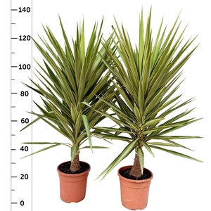 YUCCA JEWEL