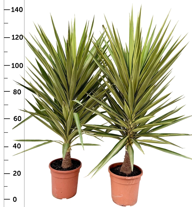 <h4>YUCCA JEWEL</h4>