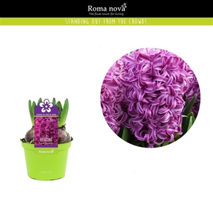 Hyacint Purple Sensation 12cm