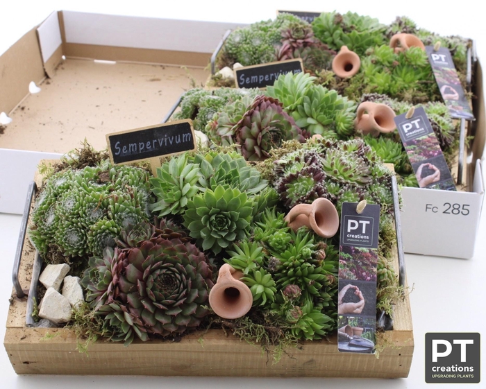<h4>ARR SEMPERVIVUM</h4>