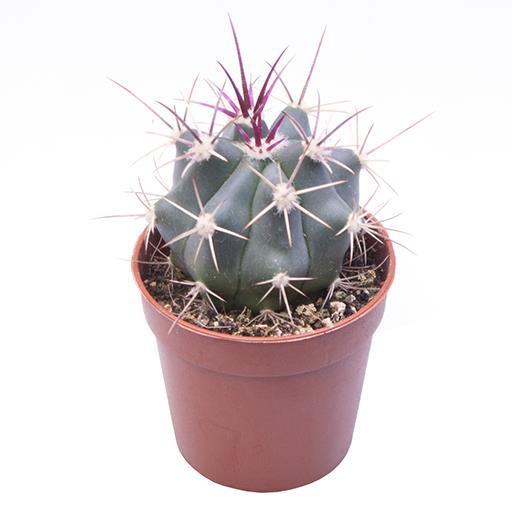 <h4>FEROCACTUS RECTISPINUS p6</h4>
