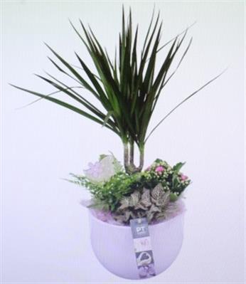 <h4>6320 Ker Roze Drac</h4>