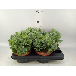 Crassula arborescens subsp. undilat