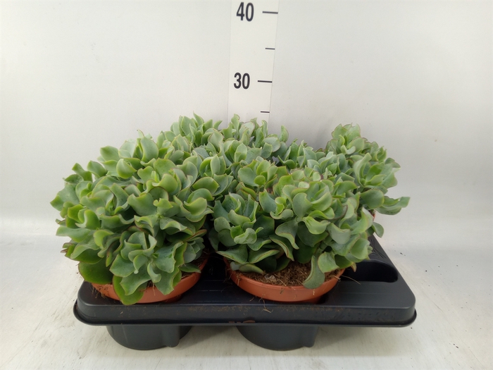 <h4>Crassula arborescens subsp. undilat</h4>