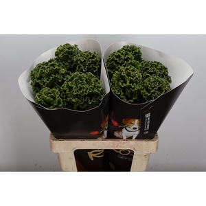 Snijgroen Brass Klb H