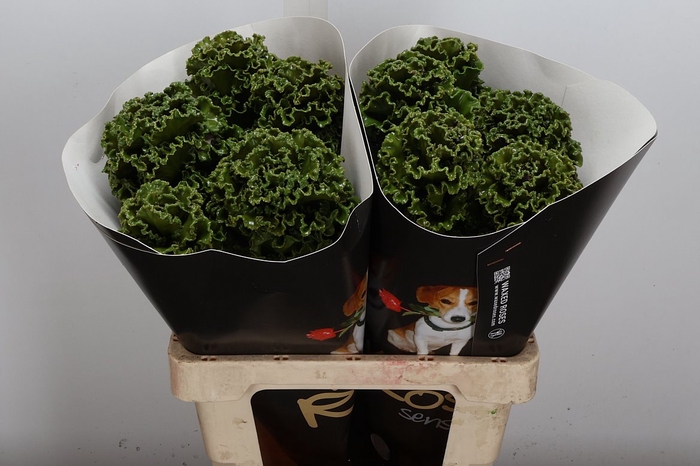 <h4>Snijgroen Brass Klb H</h4>