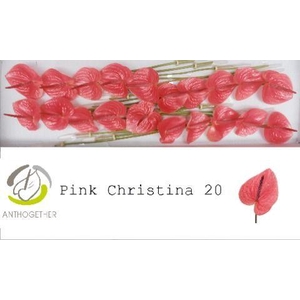 Anthurium Pink Christina