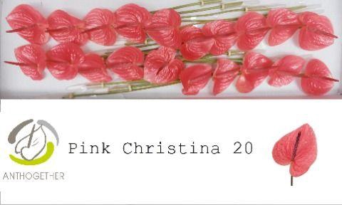 <h4>Anthurium Pink Christina</h4>