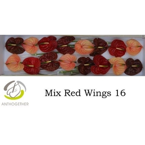 Anthurium andr.   ...mix