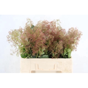 COTINUS GREEN FOUNTAIN 050CM