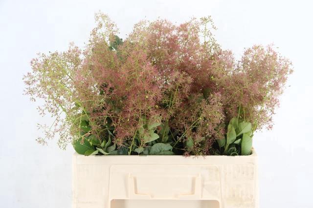 <h4>COTINUS GREEN FOUNTAIN 050CM</h4>