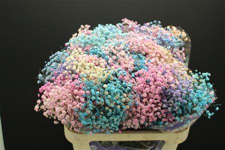 <h4>Gyps Fijn Mint</h4>