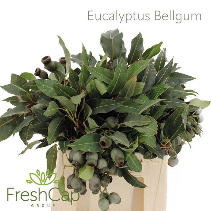 <h4>Eucalyptus Bellgum</h4>