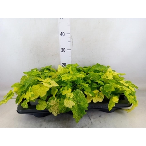 Tolmiea menziesii   ...variegated