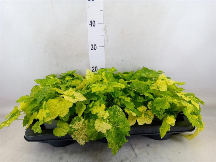 <h4>Tolmiea menziesii   ...variegated</h4>