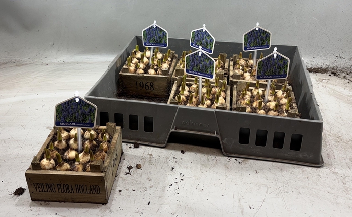 <h4>ARR MUSCARI</h4>