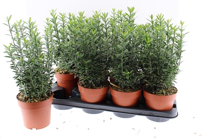 <h4>Euonymus Microphyllus Albovariegatu</h4>