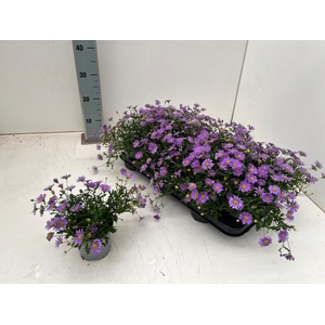 BRACH BRAS VIOLET