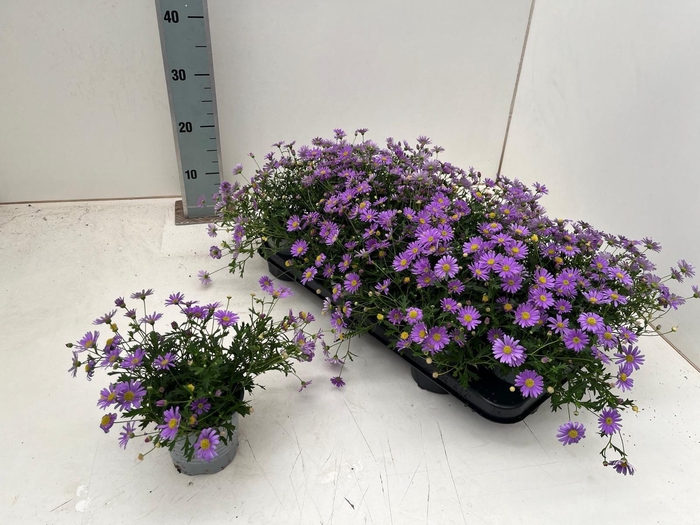 <h4>BRACH BRAS VIOLET</h4>