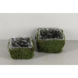 Planter Moss Square S/2