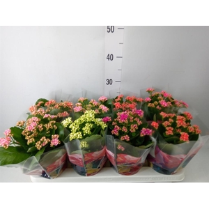 Kalanchoe blos.   ..rosebud mix  6