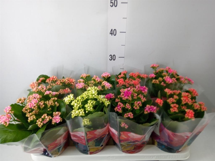 <h4>Kalanchoe blos.   ..rosebud mix  6</h4>